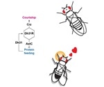 Study analyzes the mechanisms that orchestrate the transition from feeding to courtship