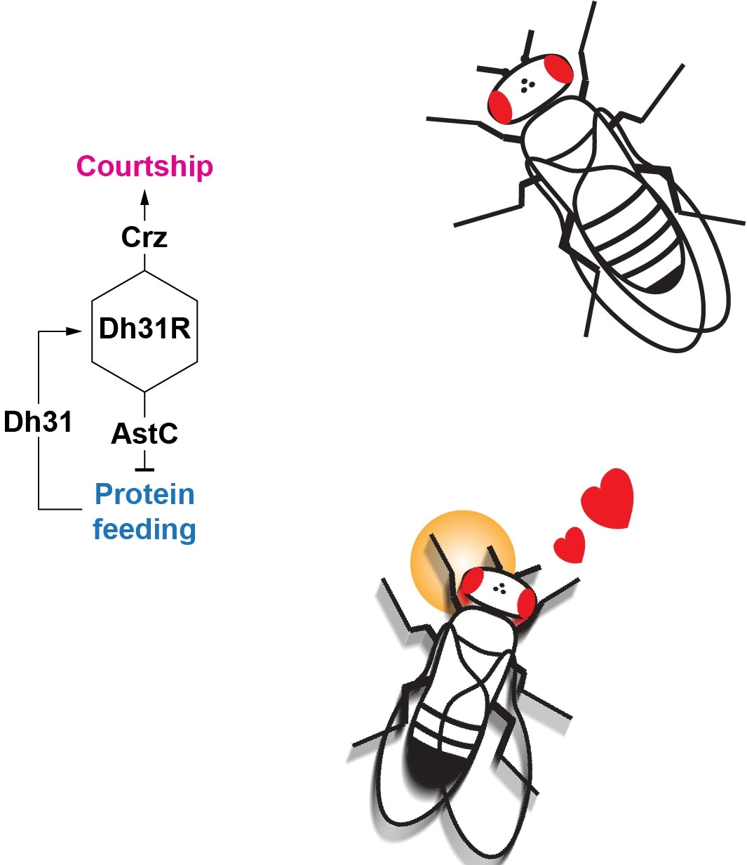 Study analyzes the mechanisms that orchestrate the transition from feeding to courtship