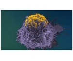 Novel function of anti-HIV-1 antibodies discovered using robust microscopy techniques