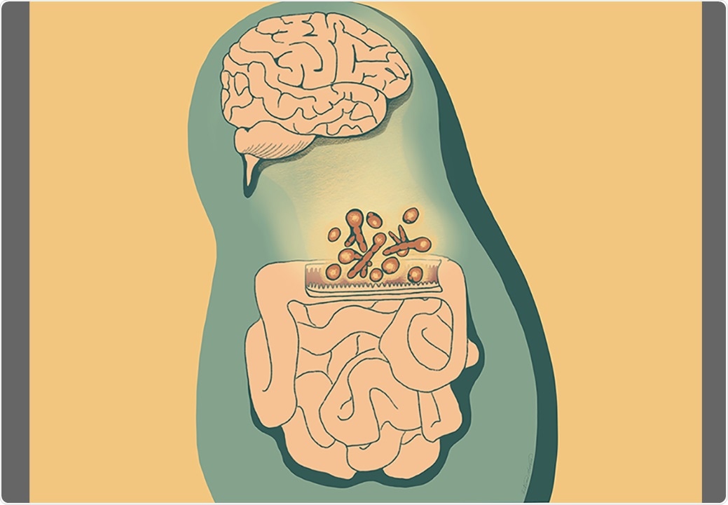 Fungi residing in the intestines protect against intestinal injury, study finds