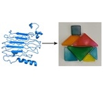 New protein-based bioplastics exhibit biodegradable and biocompatible properties