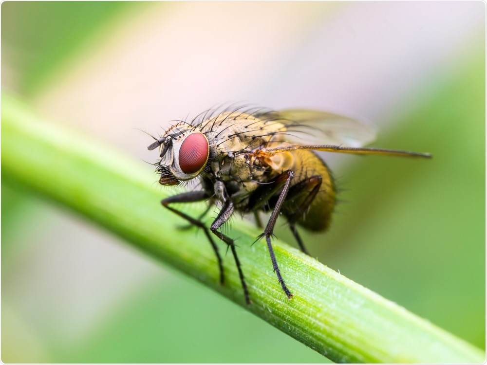 drosophila