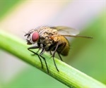 Experts explore how DNA packaging affects gene regulation