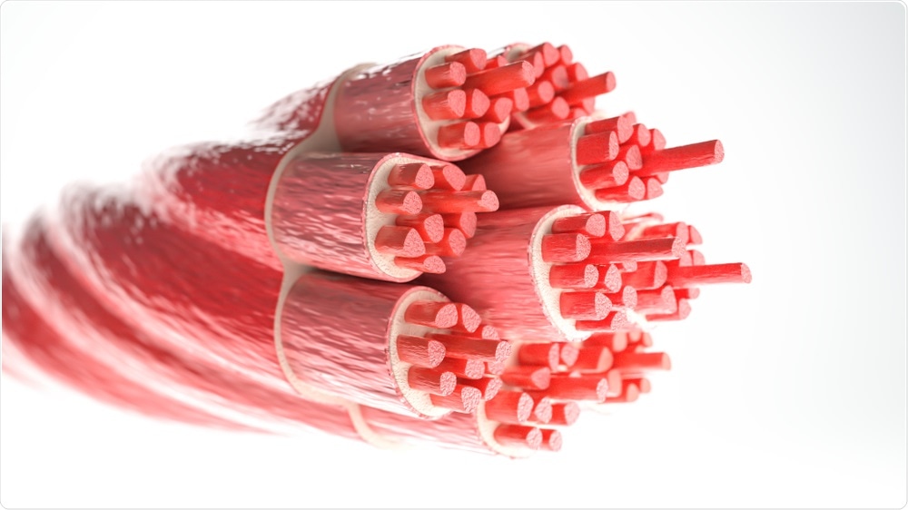 Muscle Fibers Muscle Fibers