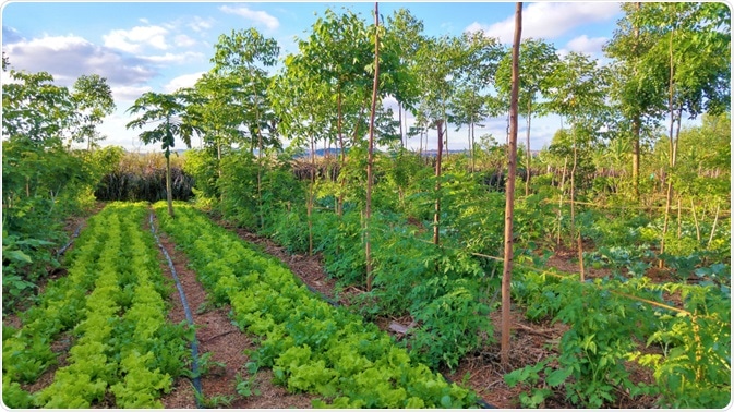 Agroforestry Agroforestry