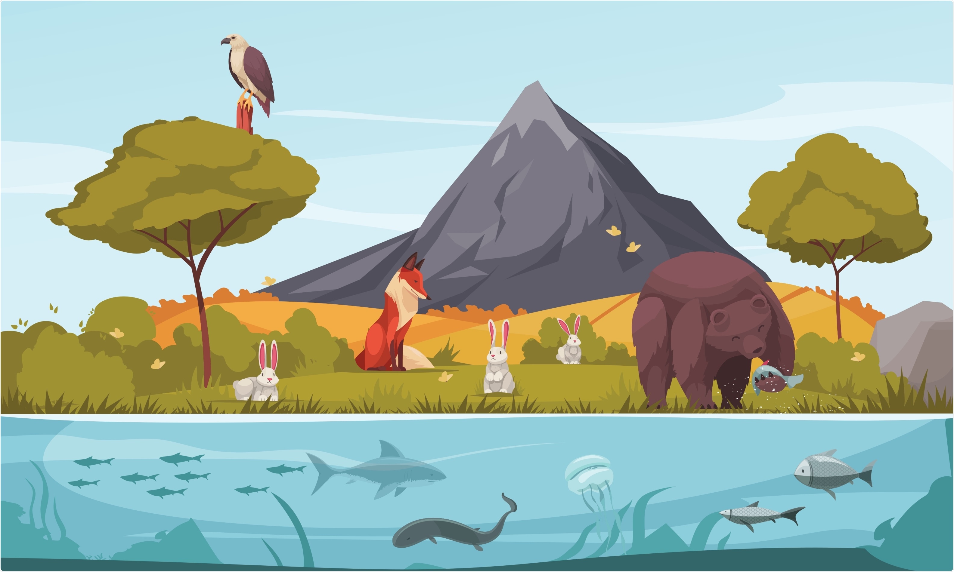 Animal Diversity Animal Diversity