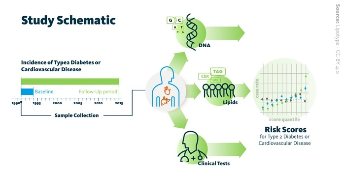 Researchers use lipid profiling to determine risk for diabetes and cardiovascular diseases
