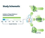 Researchers use lipid profiling to determine risk for diabetes and cardiovascular diseases