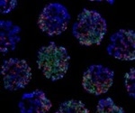 Novel ways to increase SC-beta cell’s survivability and functioning via genetic manipulation