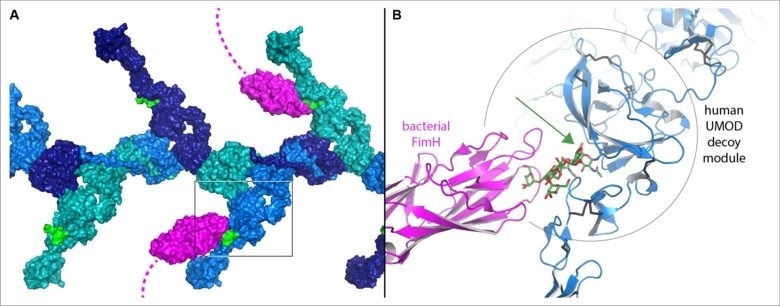 Researchers use GP2 and UMOD to prevent urinary tract infection