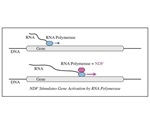 Researchers discover protein that turbocharges gene response