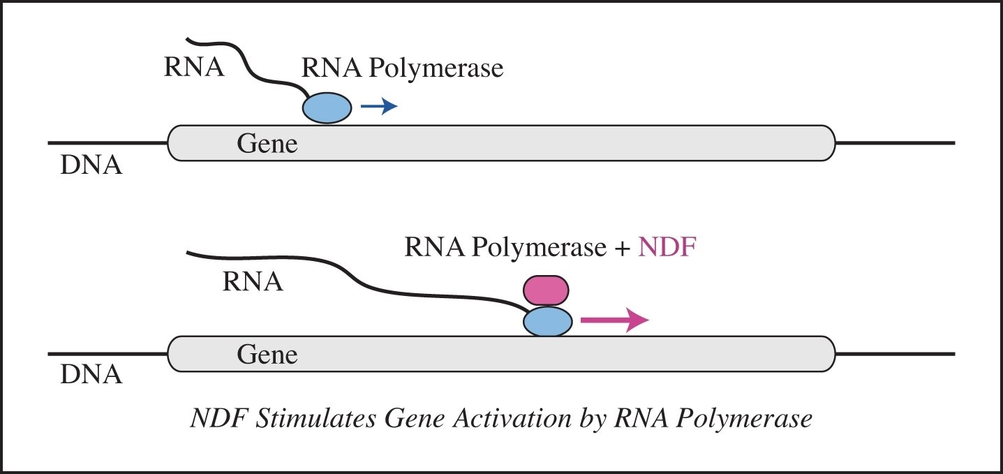 Researchers discover protein that turbocharges gene response
