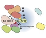 Proximity-dependent biotinylation helps analyze protein interaction