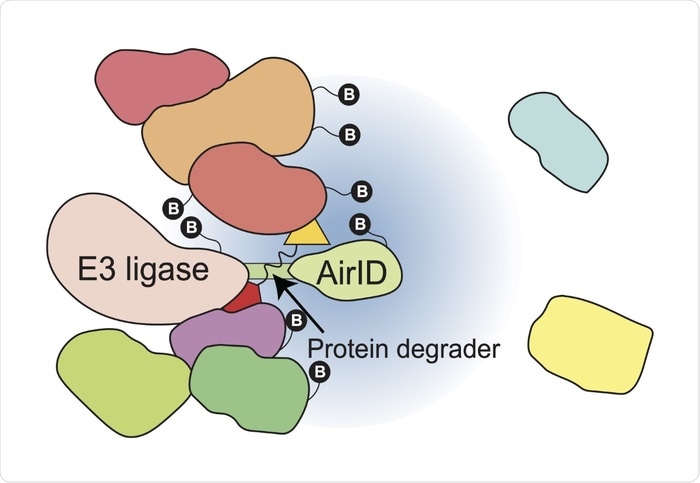 Proximity-dependent biotinylation helps analyze protein interaction