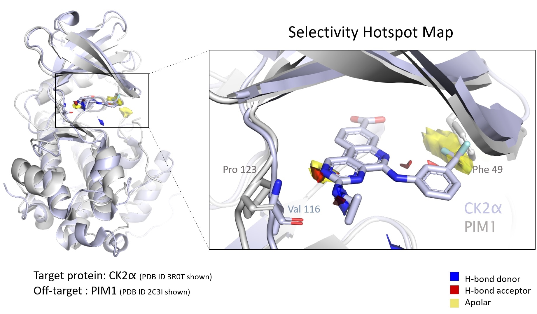 Researchers show how hotspot maps can detect structures contributing to compounds’ selectivity