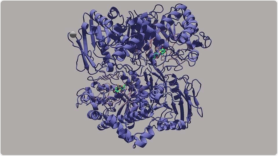 Experts provide novel insights into complex sugar metabolism
