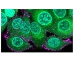 Several variants of COVID-19 may hide away from body’s immune system, new study reveals