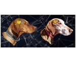 Experts investigate the activity of genes in dog brain tissues