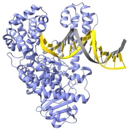 Scientists discover new details on vital enzyme that allows for DNA sequencing