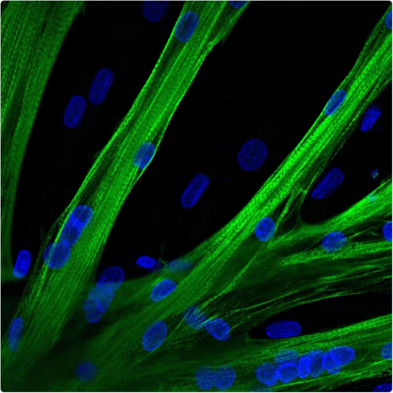 Scientists use mRNA delivery to enhance muscle power