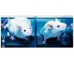 Biologists show how genes may inhibit the growth of Parkinson’s disease in flies and mice