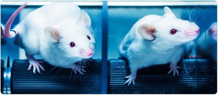 Biologists show how genes may inhibit the growth of Parkinson’s disease in flies and mice
