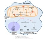 Researchers use urinary proteomics to detect abnormalities inside the body