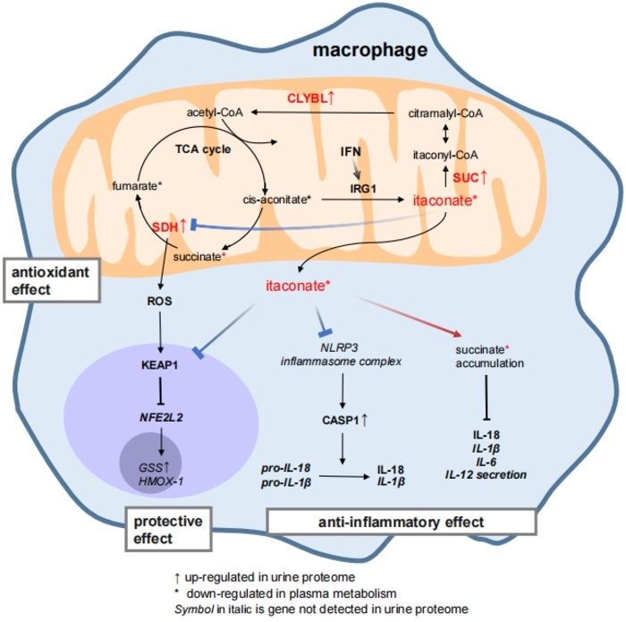Researchers use urinary proteomics to detect abnormalities inside the body