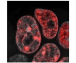 Research develops novel ways to recreate totipotency by cellular reprogramming