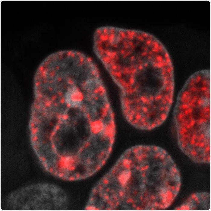 Research develops novel ways to recreate totipotency by cellular reprogramming
