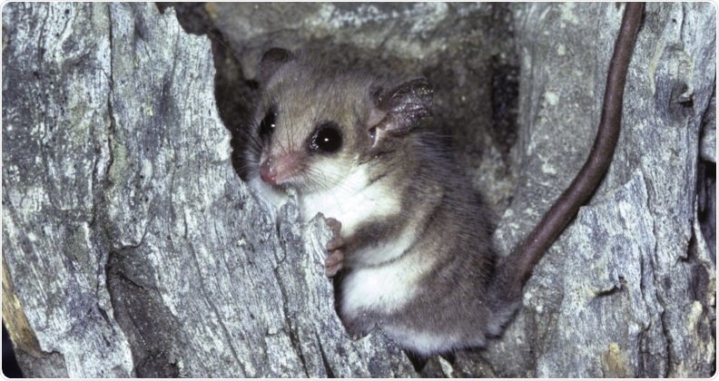 Scientists identify a new “game-changing” approach to protect native animals