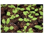 Non-steroidal anti-inflammatory drugs help to enhance crop genome editing tools, study says