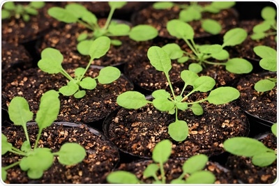 Non-steroidal anti-inflammatory drugs help to enhance crop genome editing tools, study says