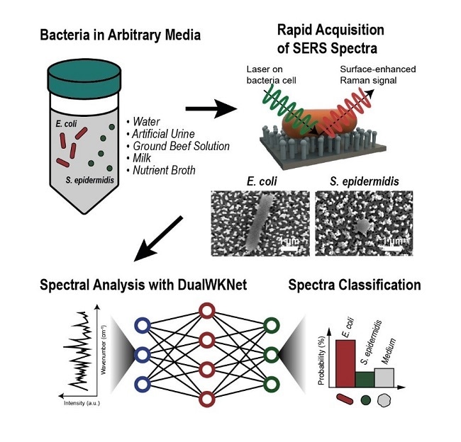Researchers develop a meaningful universal platform to identify multiple bacteria in seconds