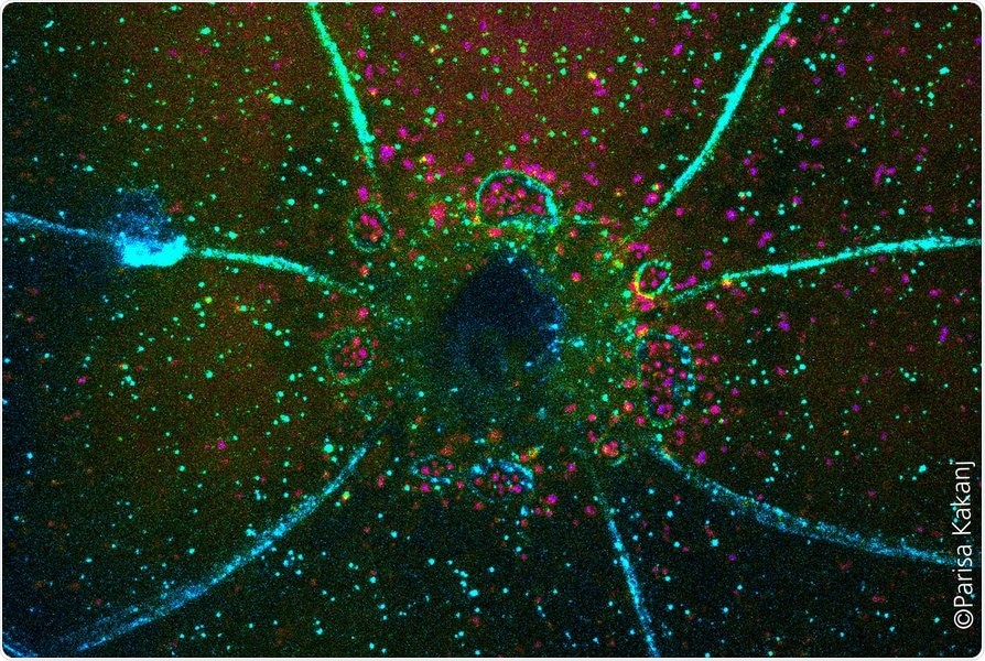 Cellular recycling system of autophagy likely to helps in wound repair