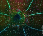 Cellular recycling system of autophagy likely to help in wound repair