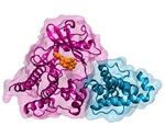 Study shows the impact of ATP binding in human integrin-linked kinase and cell behavior