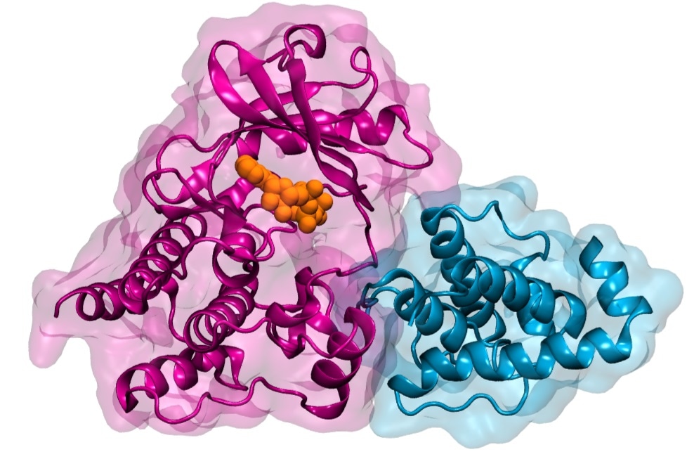 Study shows the impact of ATP binding in human integrin-linked kinase and cell behavior