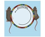 Researchers observe cellular rejuvenation therapy securely promoting reverse aging in mice