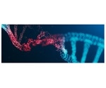 Cryo-electron microscopes help determine how “911” molecule repairs DNA damage