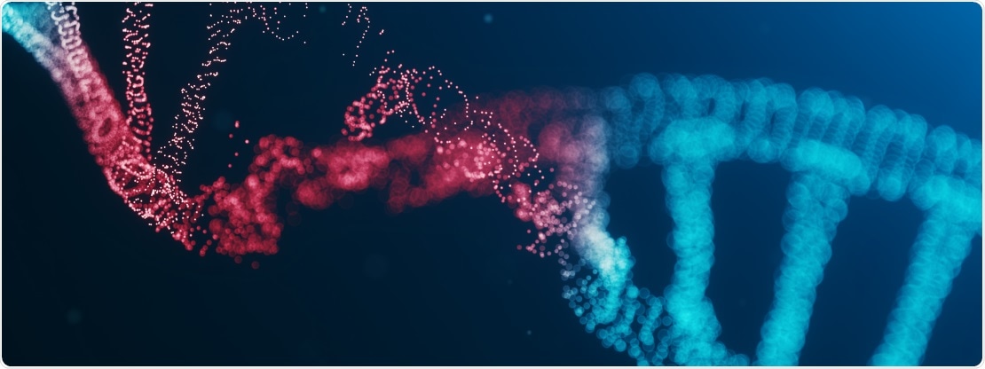 Cryo-electron microscopes help determine how “911” molecule repairs DNA damage