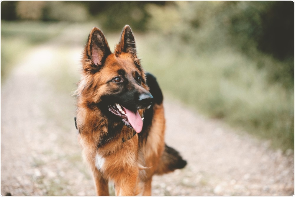 German Shepherd German Shepherd