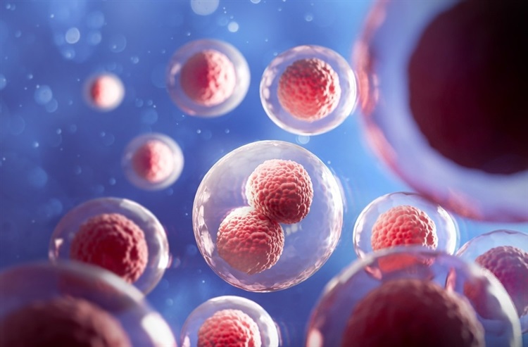 Cell Fate Determination: How Cells Choose Their Paths in Developing Tissues