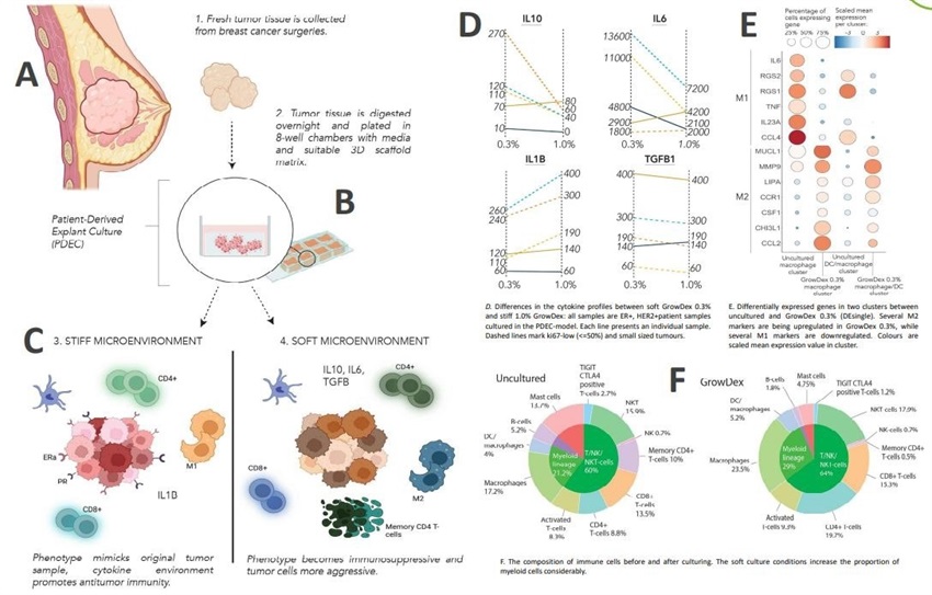 3D Tumor | Cell Culture Models | Nanofibrillar Cellulose Hydrogels