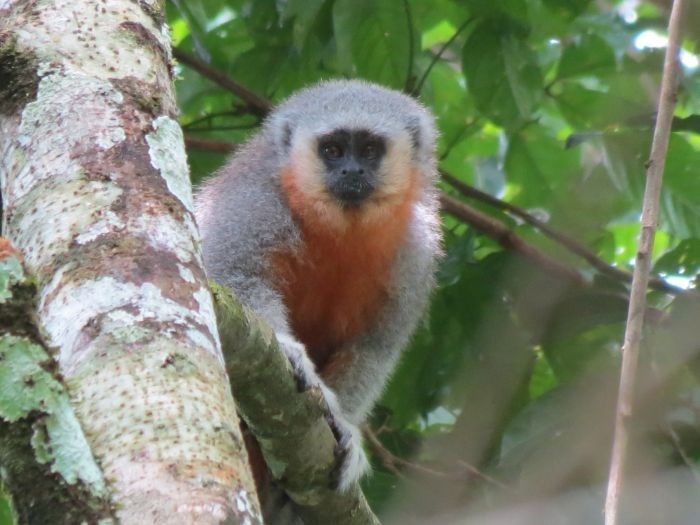 New Study Finds Primates Are at Greater Risk of Picking Up Human ...