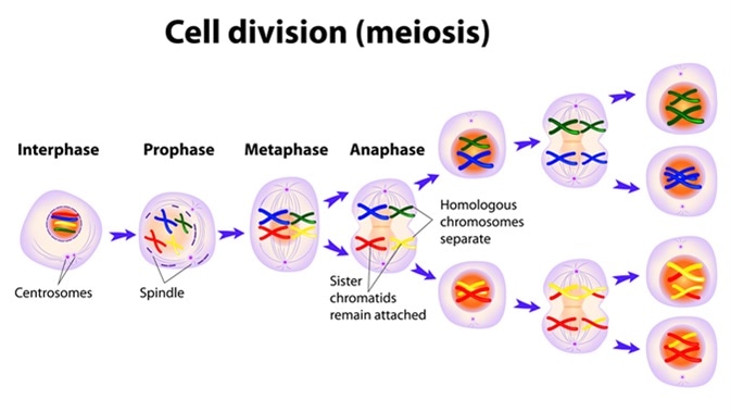 somatic cell diagram