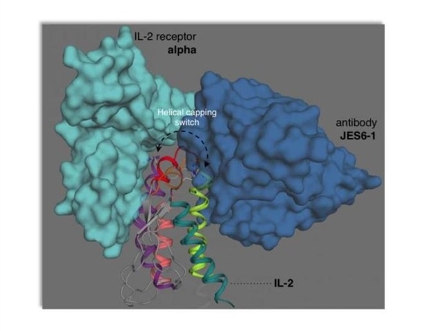 IL-2's flexible structure helping the immune system