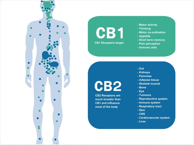 Cannabinoid Receptors Around the Body