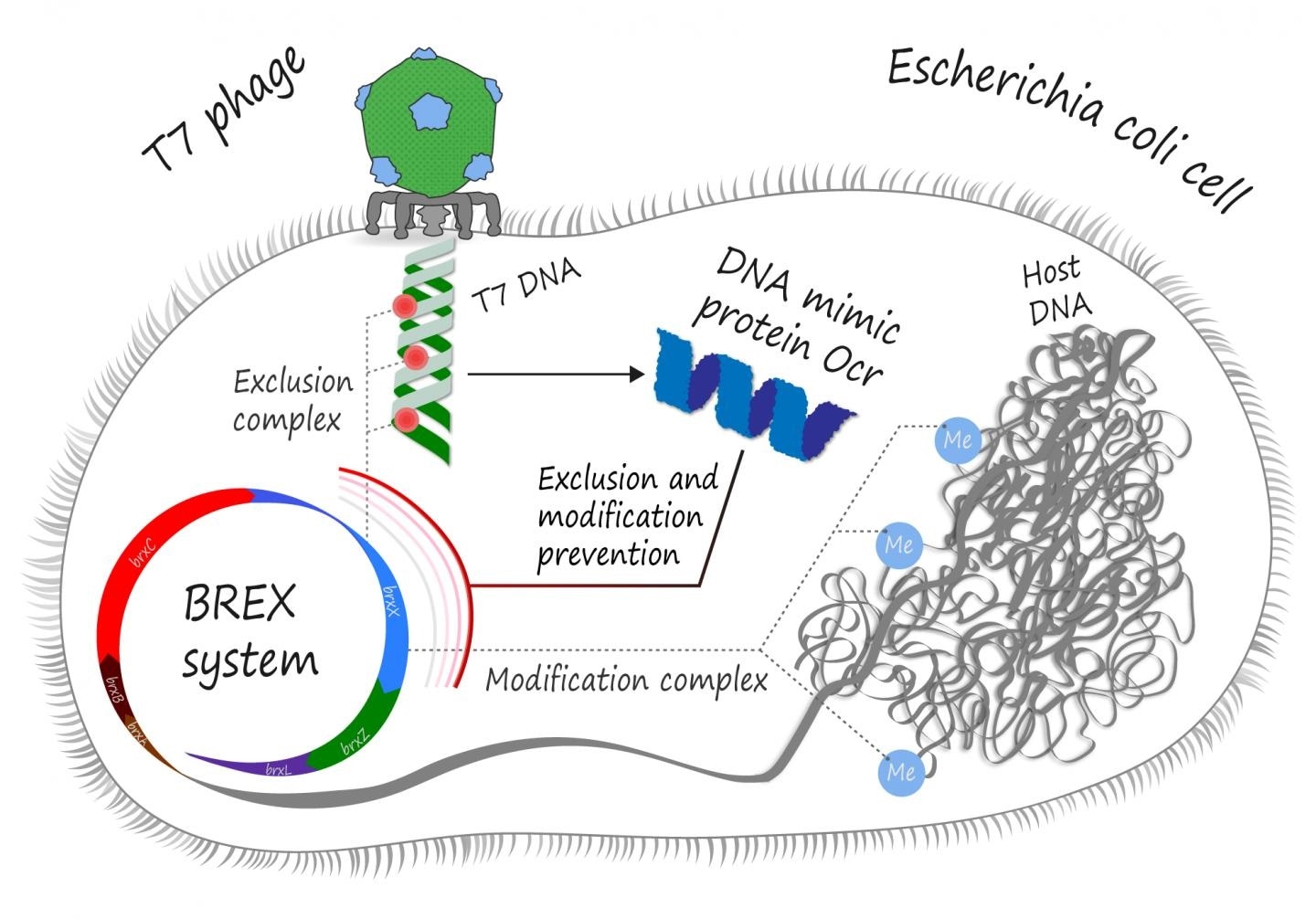 dna mimic protein helps phages to