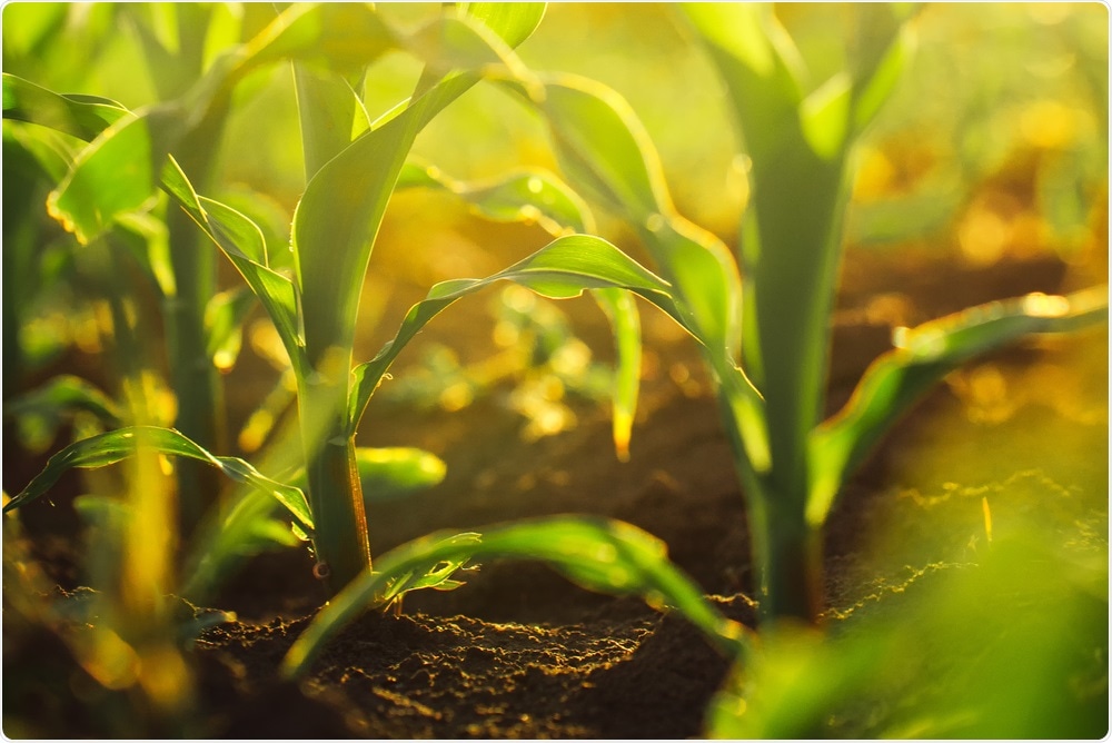 Scientists Use Bacteria To Help Plants Grow In Salty Soil